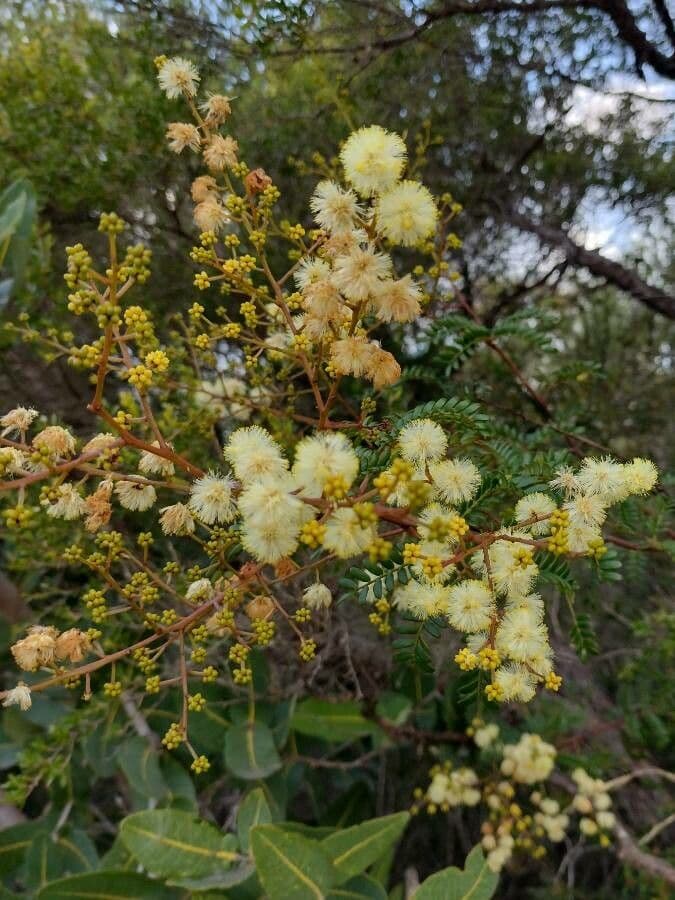 Acacia terminalis 4