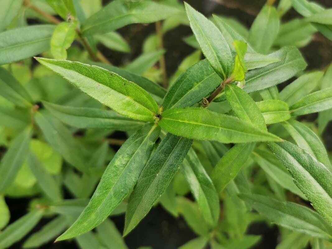 Sphagneticola 5