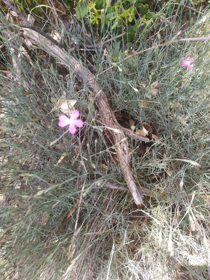Dianthus 3