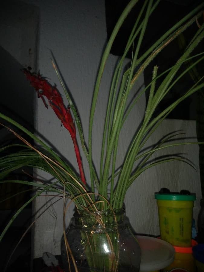 Tlustice punctulata 8