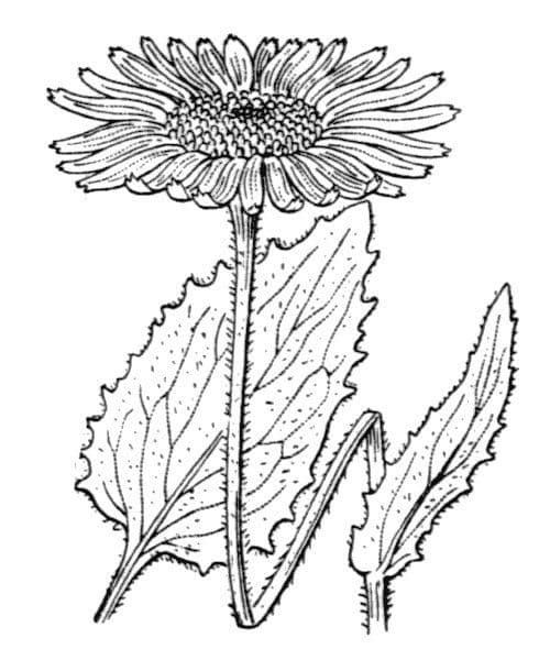 Doronico dei macereti 28