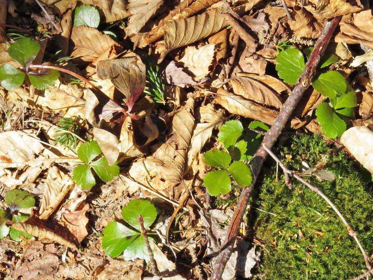 Coptis trifolié 17