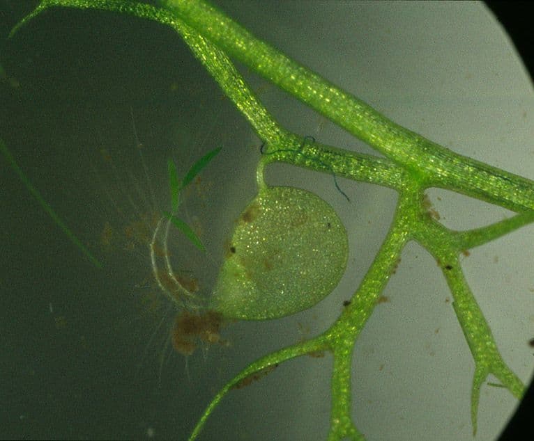 Erba-vescica minore 3