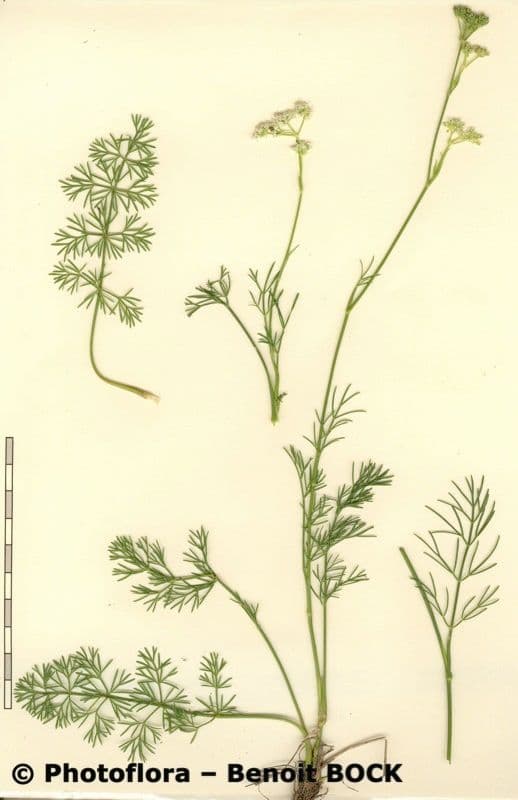 Seseli montano 24