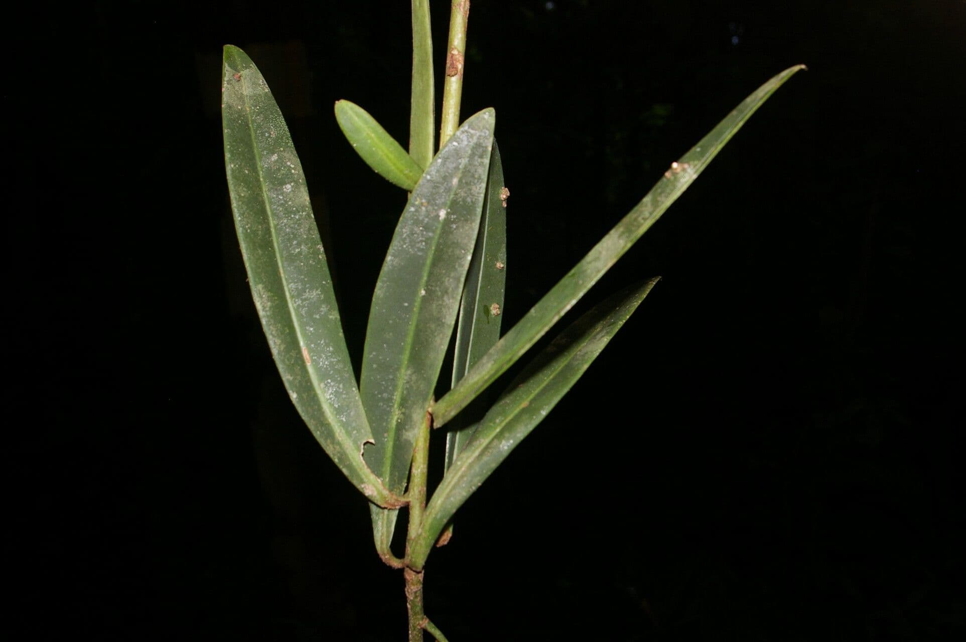 Hymenandra 8