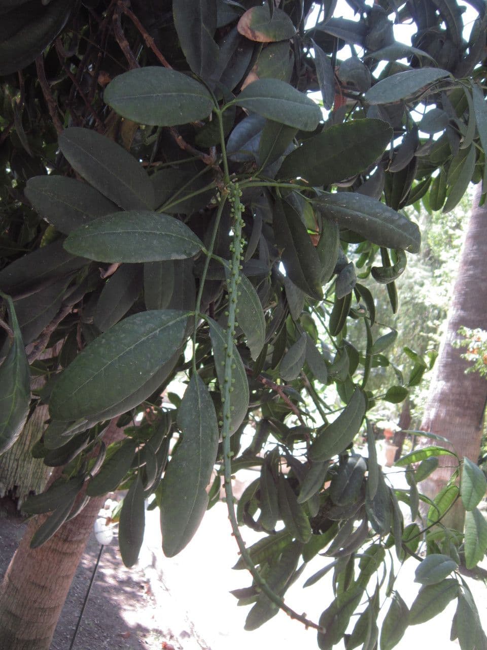 Pilocarpus pernatý 6