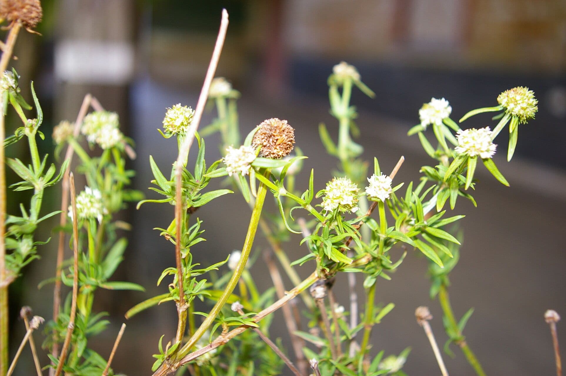 Spermacoce verticillata 8