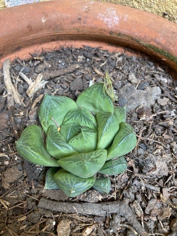 Haworthia 5