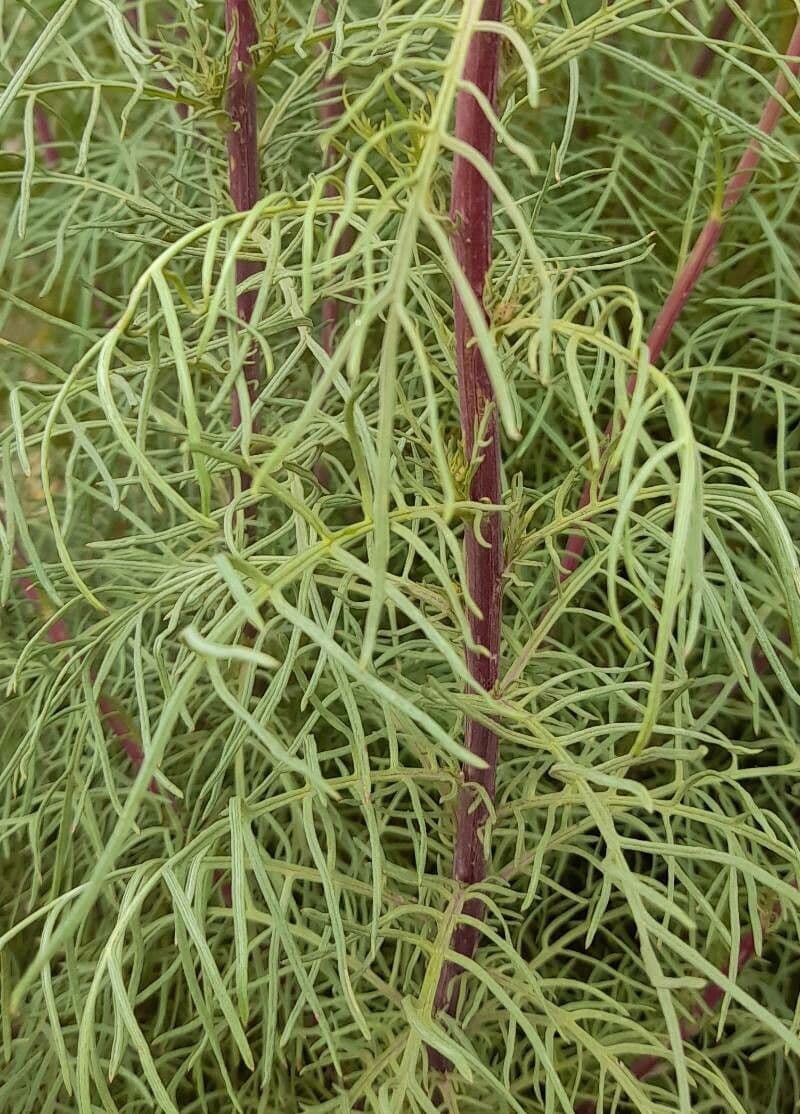 Senecione 10
