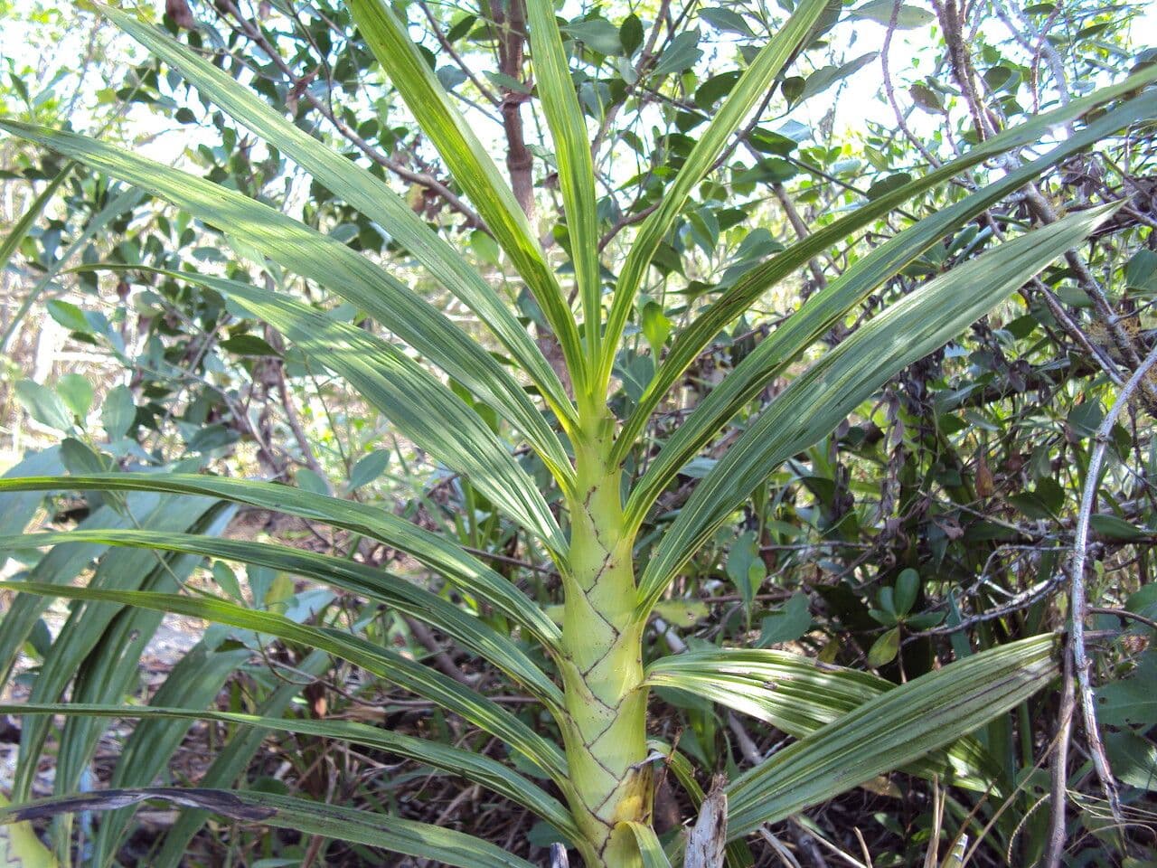 Cyrtopodium flavum 12
