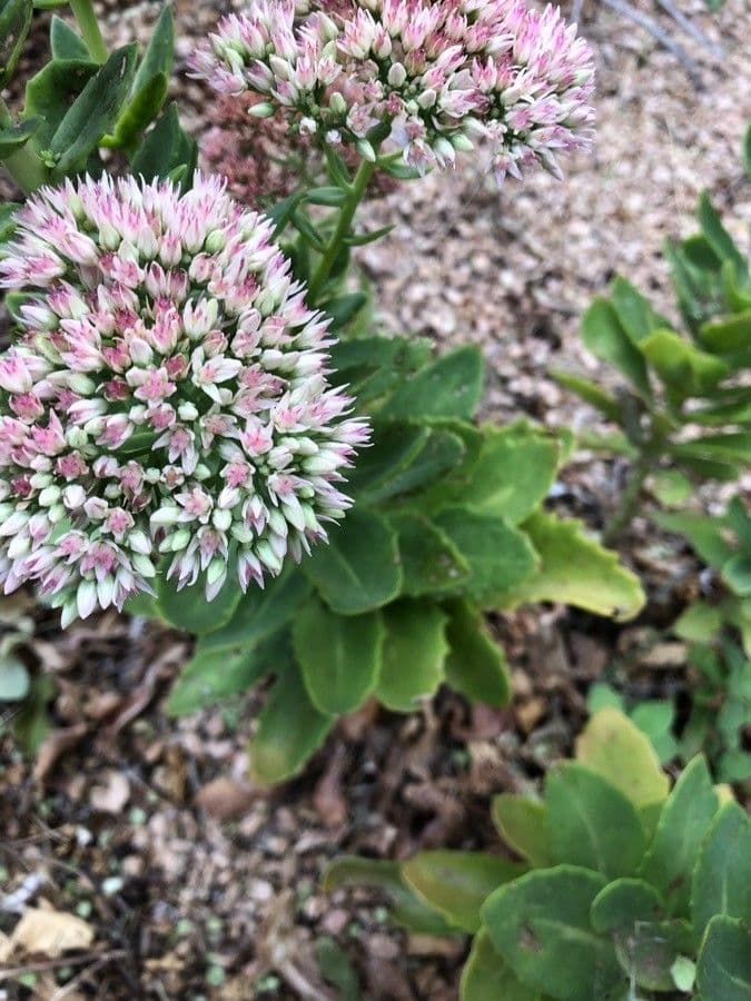 Sedum espectacular 6