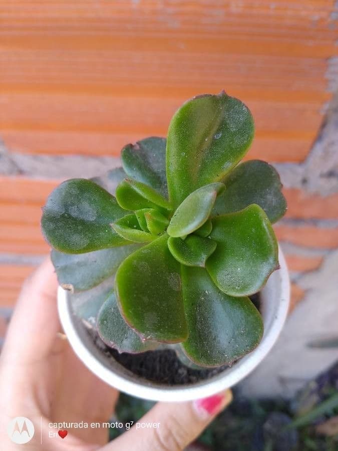 Echeveria 4