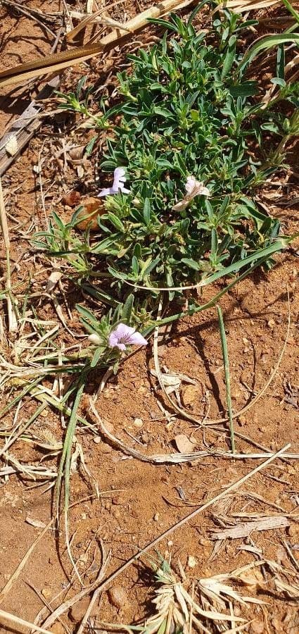 Barleria argentea 10