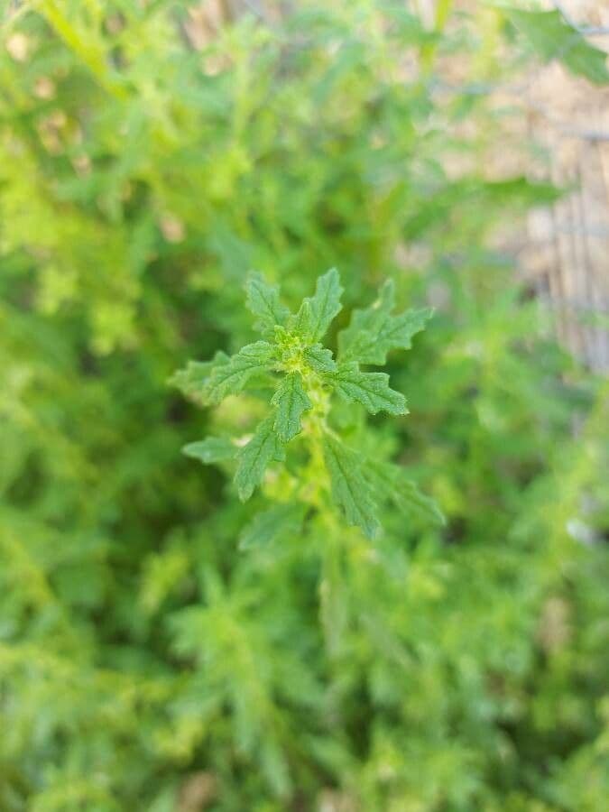 Chenopodio nano 19
