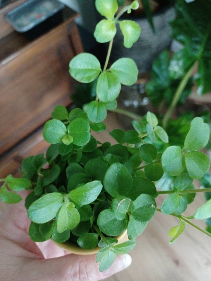 Peperomia 14