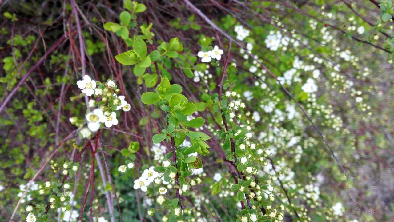 Spirea ipericifolia 13