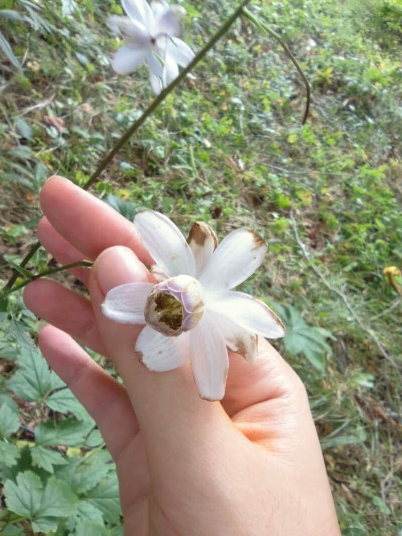 Anemonopsis 2