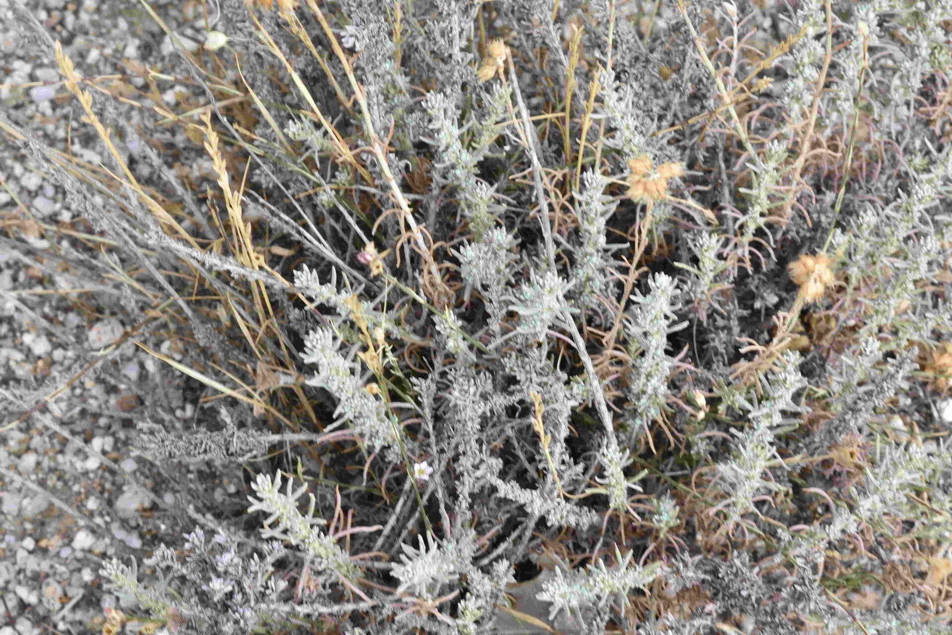 Felsen-Strohblume 2