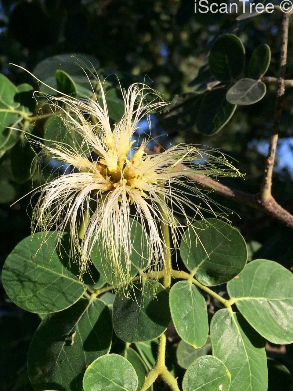 Albizia 7