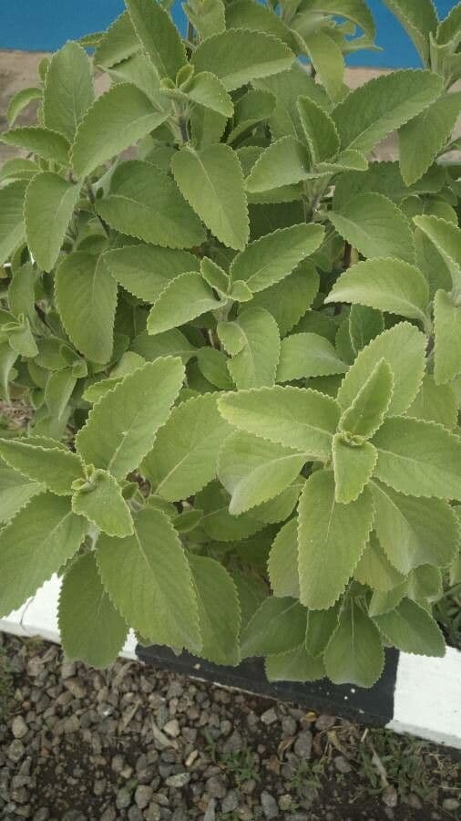 Coleus barbato 19