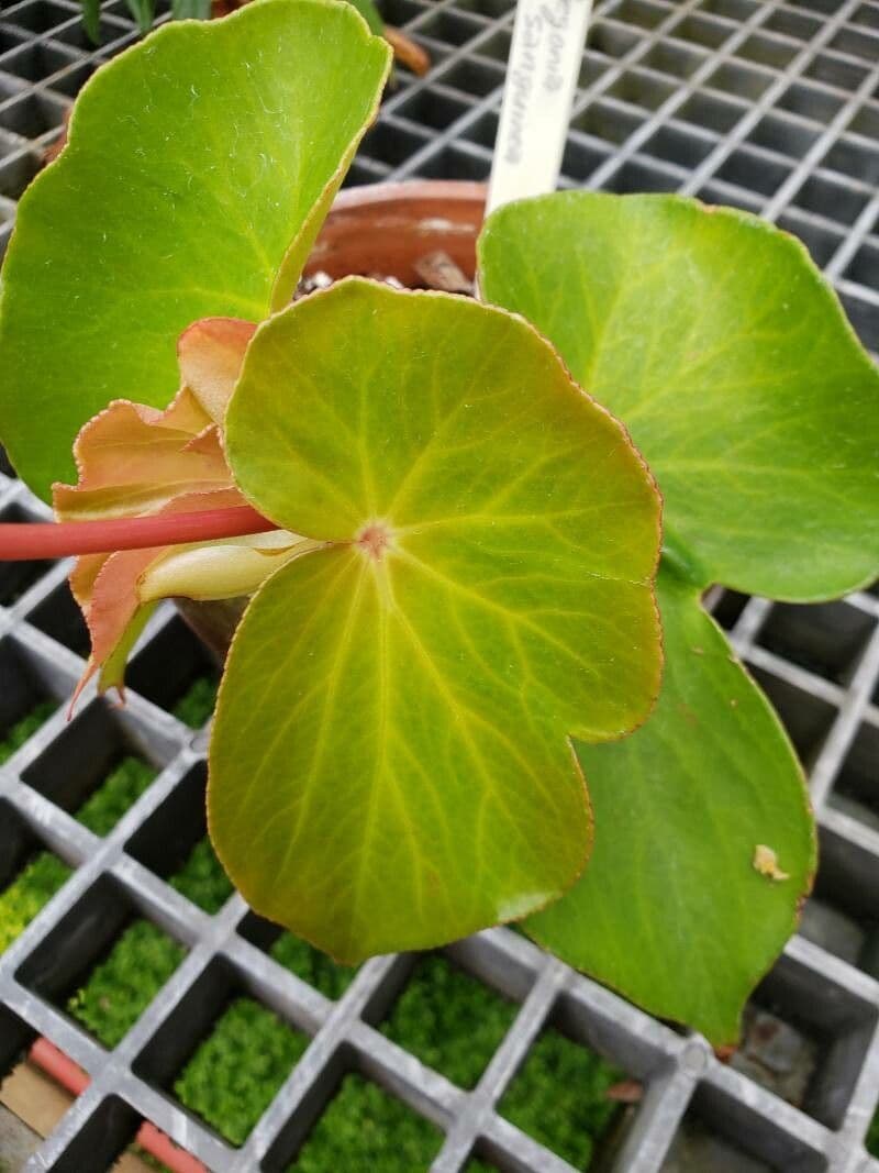 Begonia 6