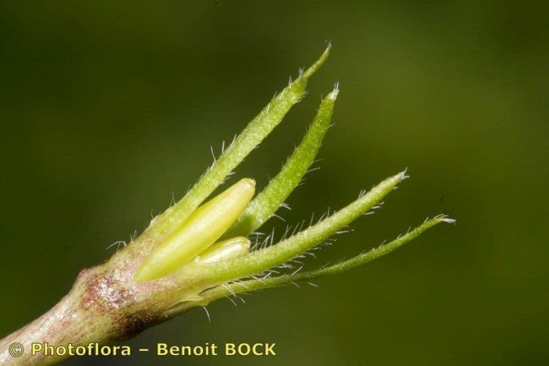Pervinca maggiore