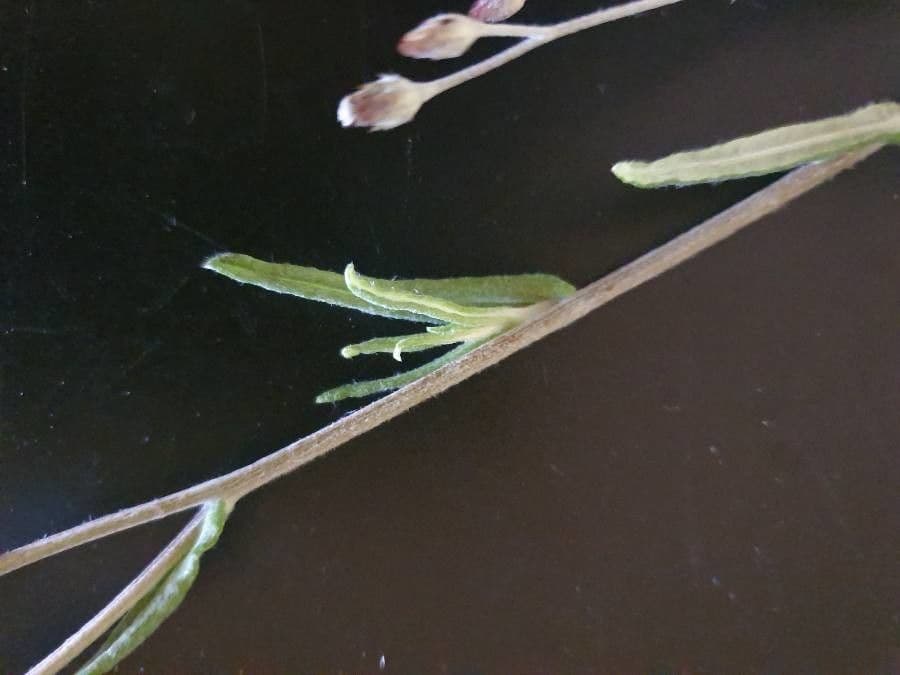 Gutenbergia 12