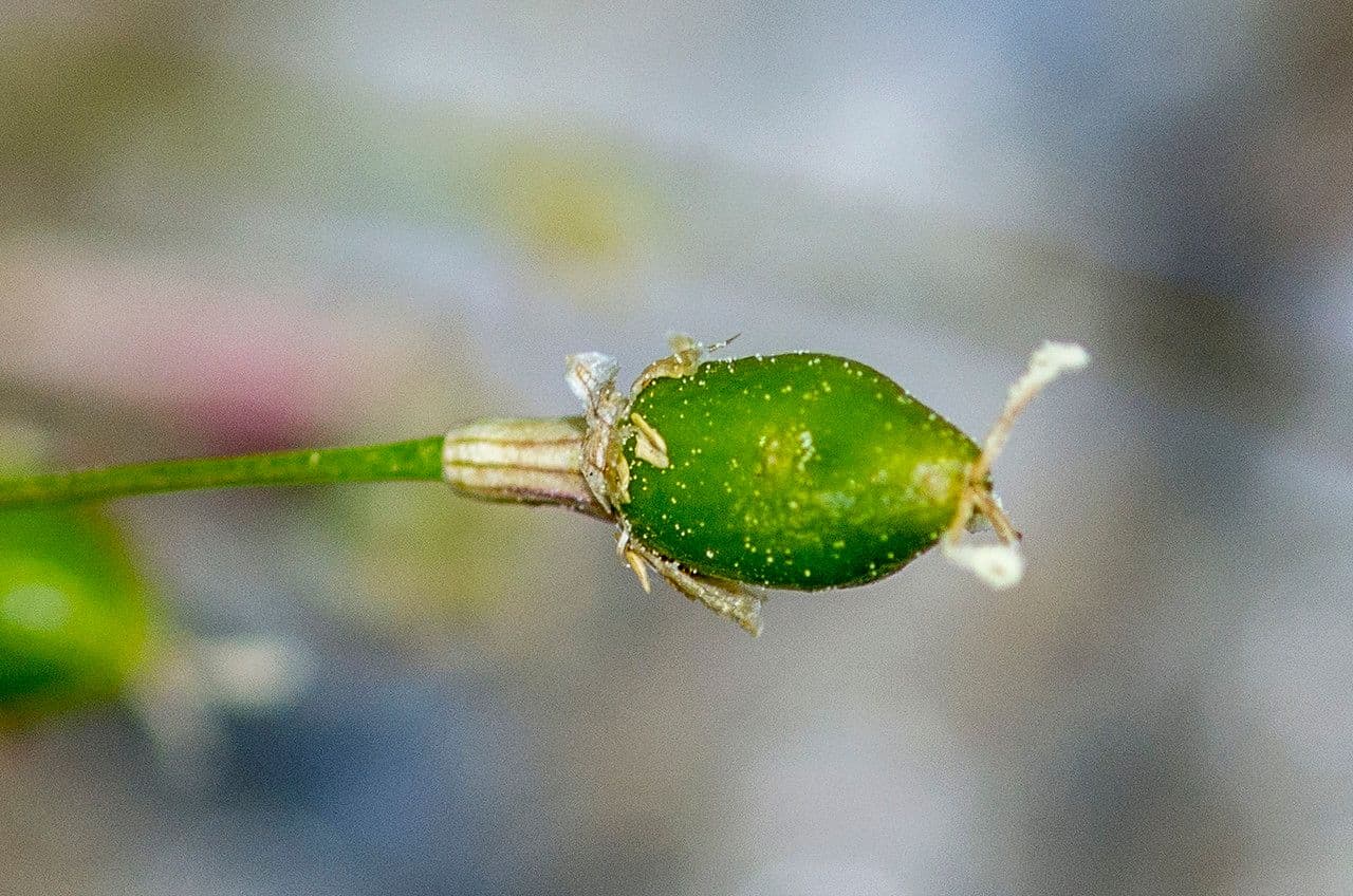Silene saxifraga 5
