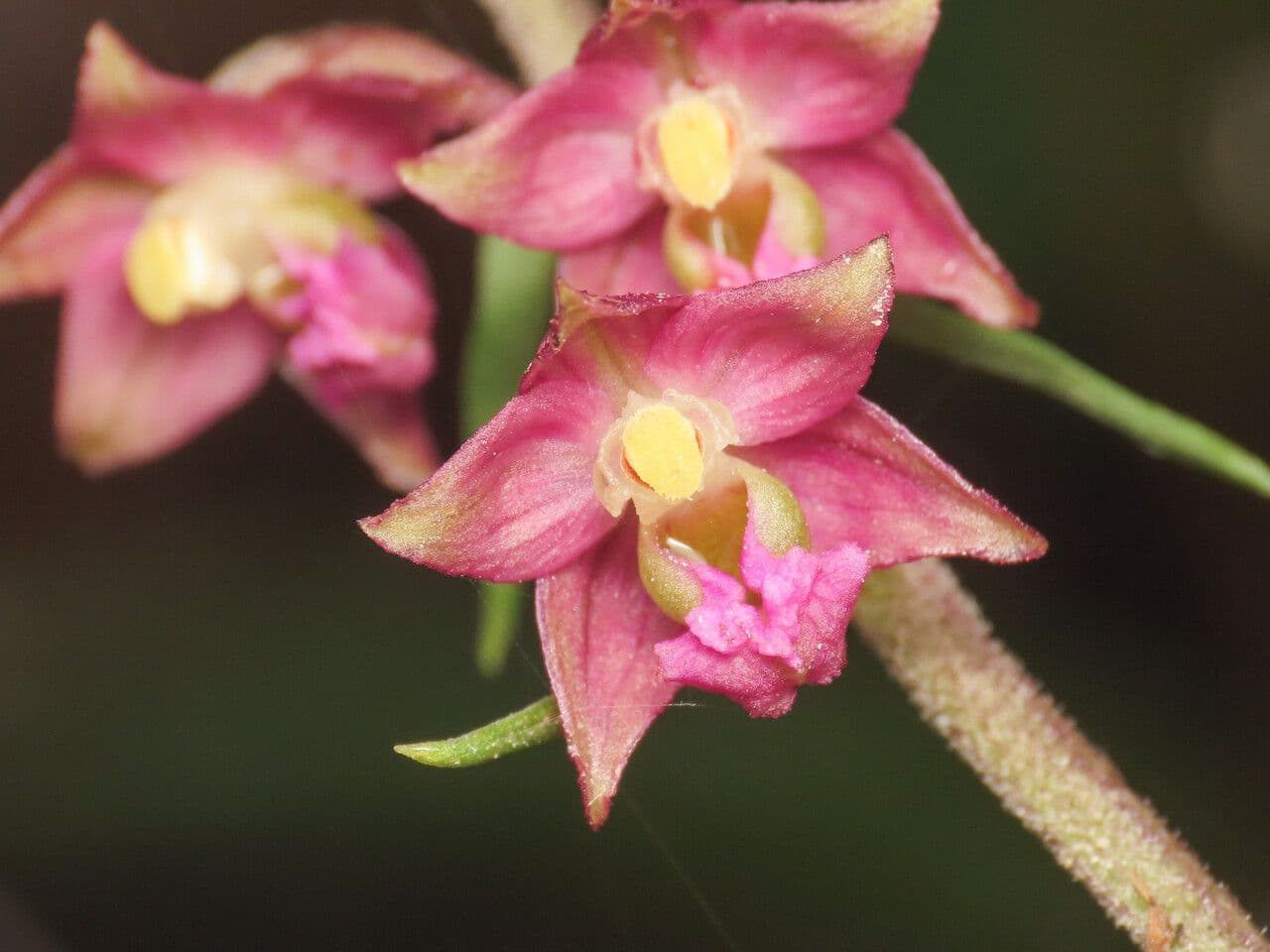 Elleborine violacea 6