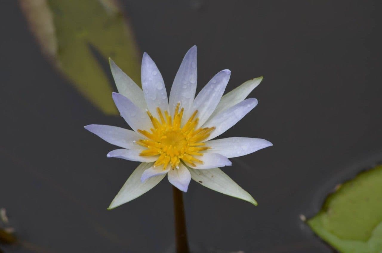 Ninfea elegante
