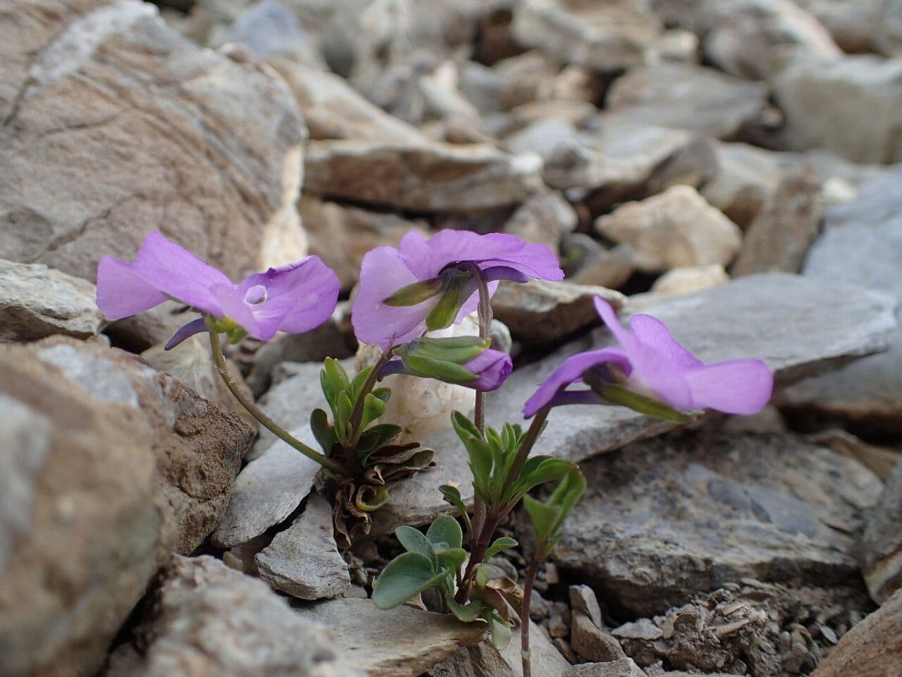 Viola 14