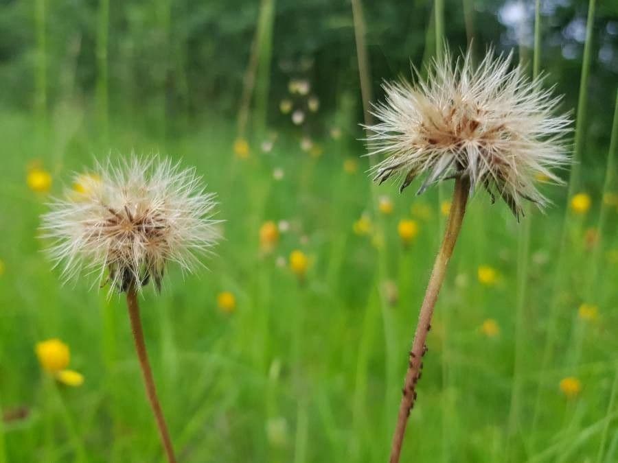 Steifhaariger Löwenzahn 2