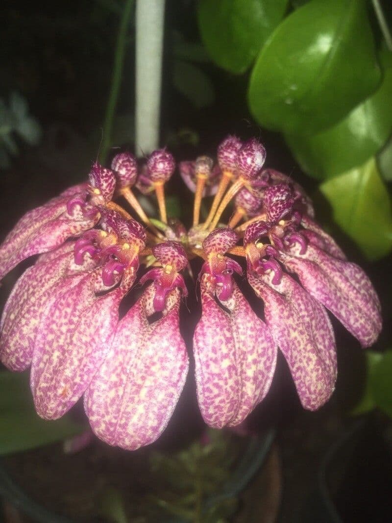 Orchidea ombrello pallida 6