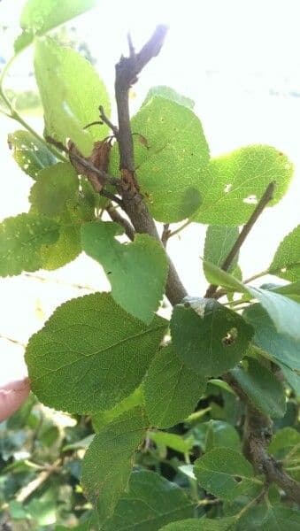 Prugna Damaschina 29