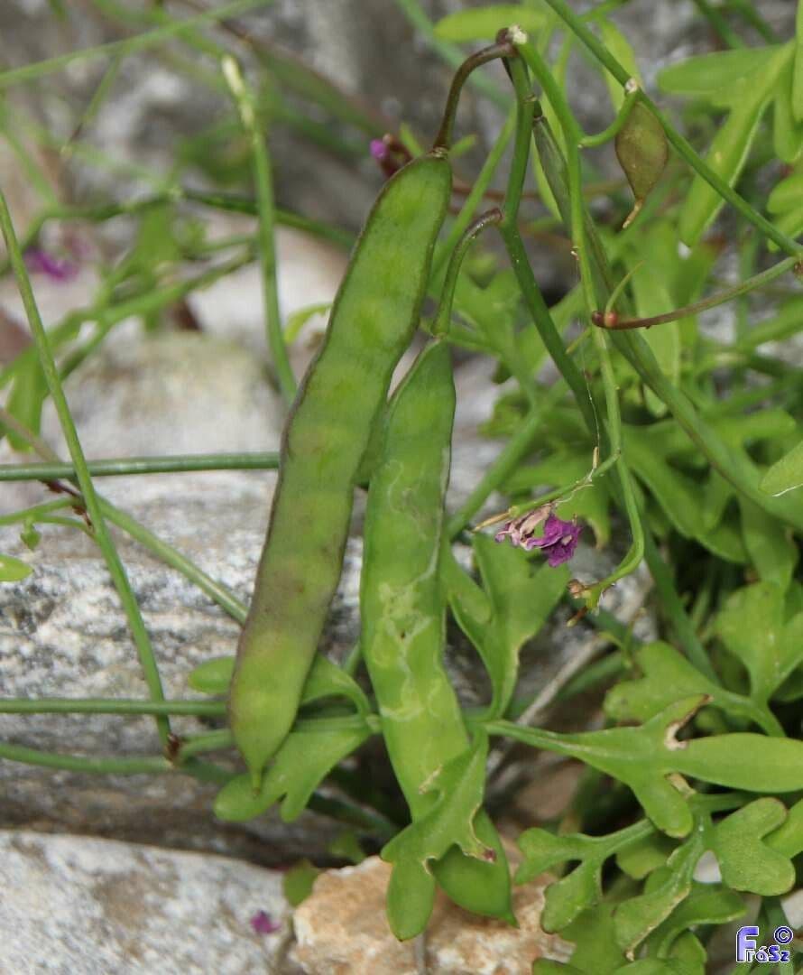 Malcolmia Marittima 2