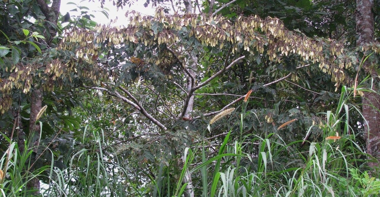 Machaerium biovulatum 13