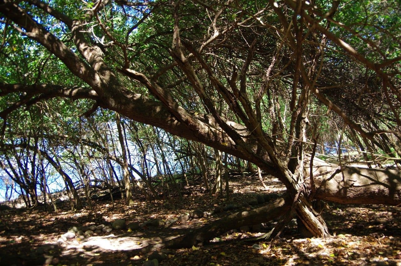 Magnolia 2