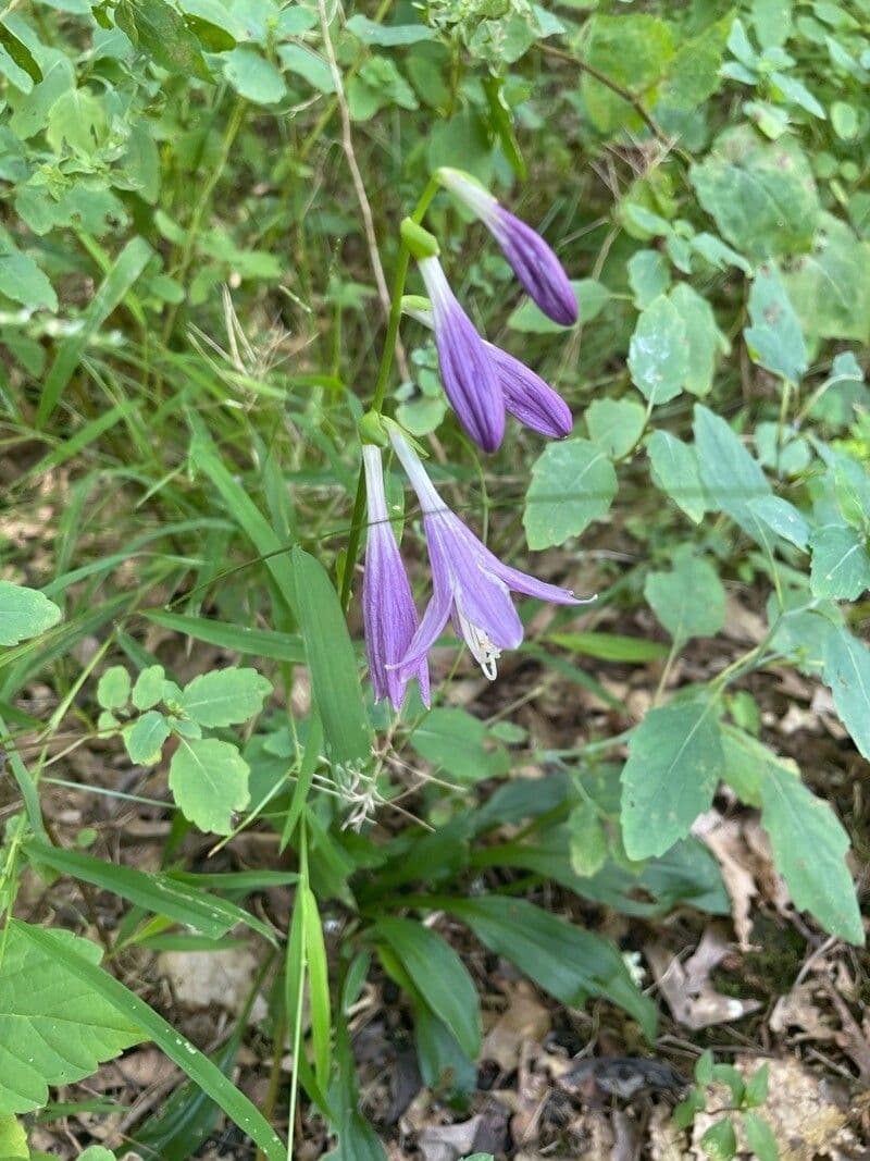 Hosta Siebolda 4