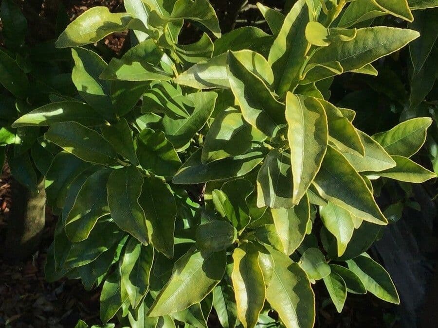 Kummerquats 18