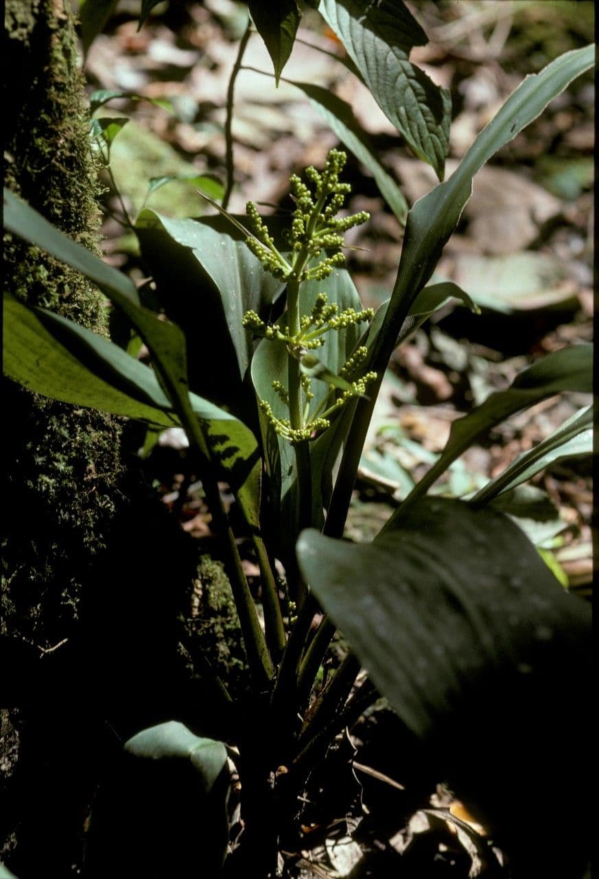 Hanguana 6