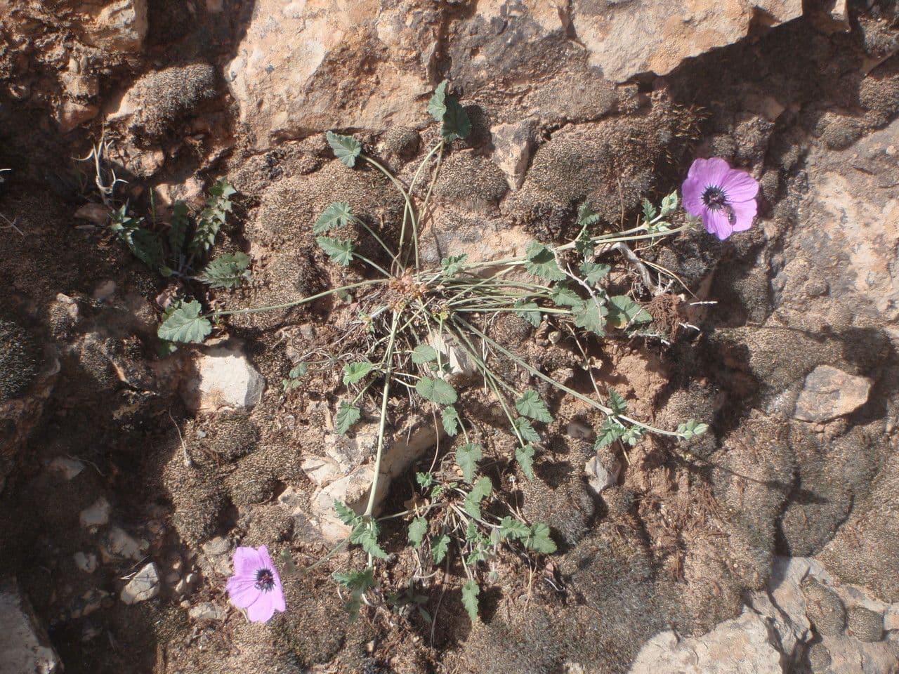 Gefleckte Reiherschnabel 8