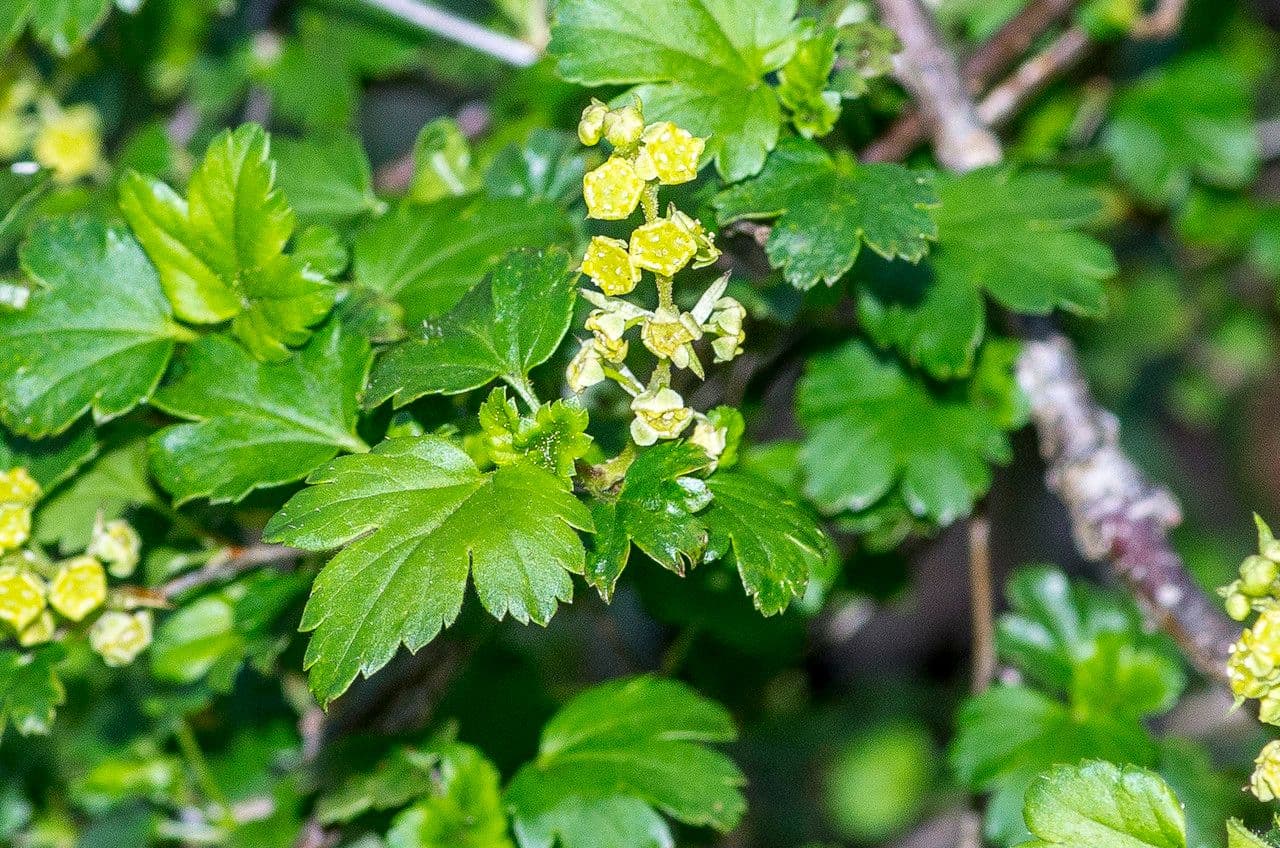 Ribes alpino 29