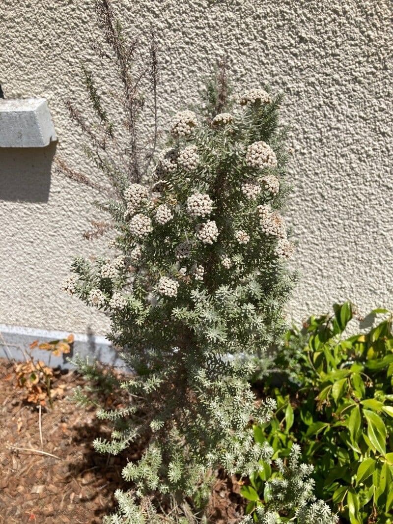 Ozothamnus 7