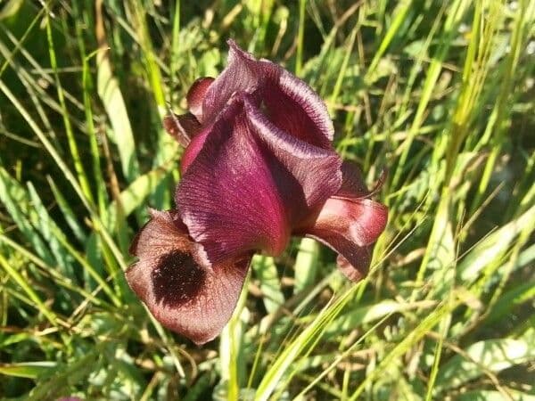 Iris 3