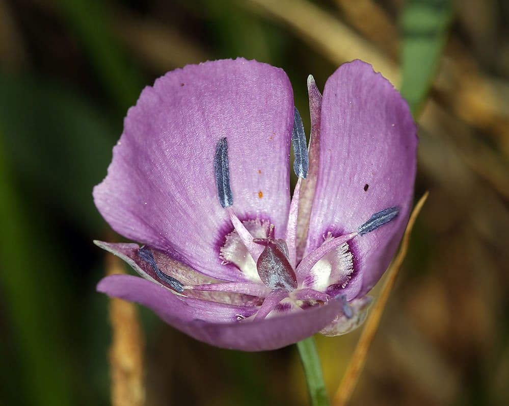 Calochortus 4