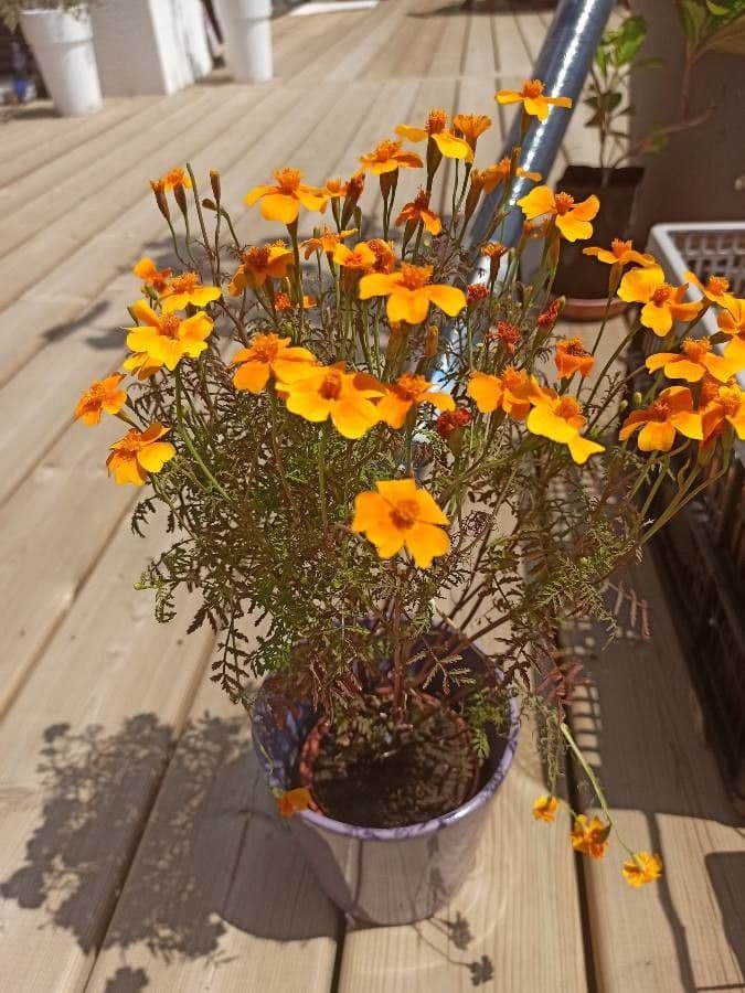 Schmalblättrige Studentenblume 22