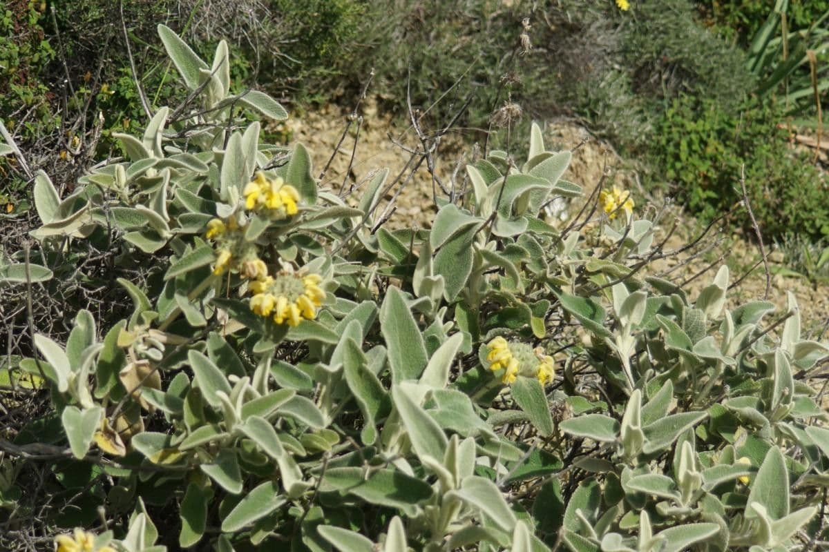 Phlomis 9
