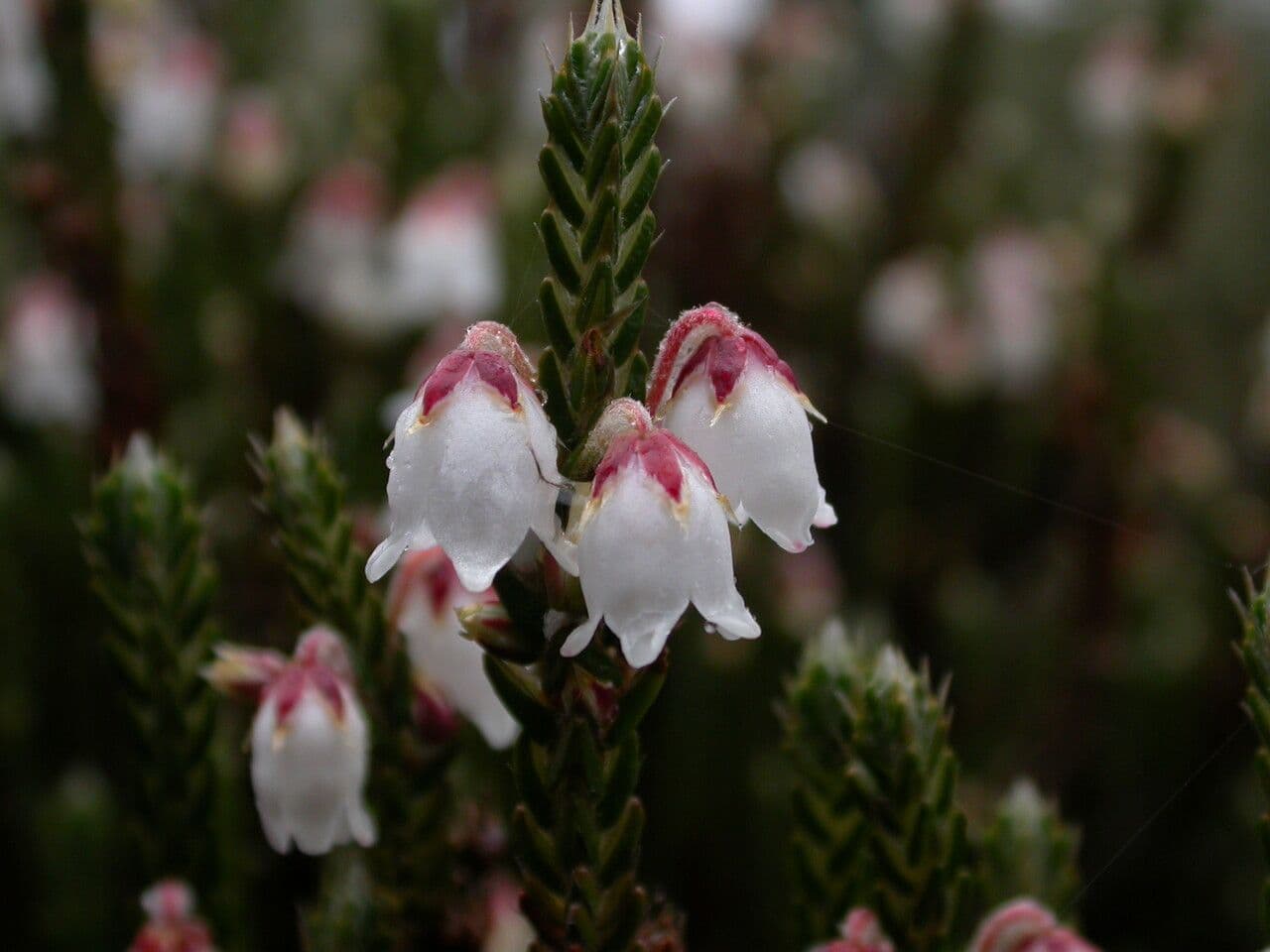 Cassiope fastigiata 7