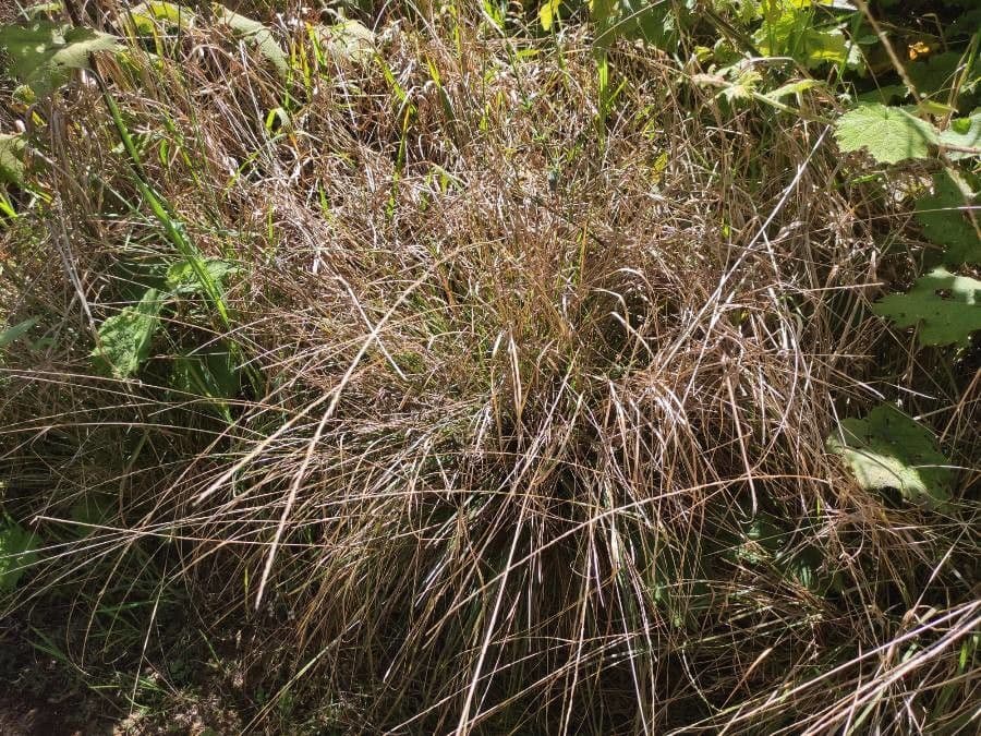 Sporobolus africanus 3