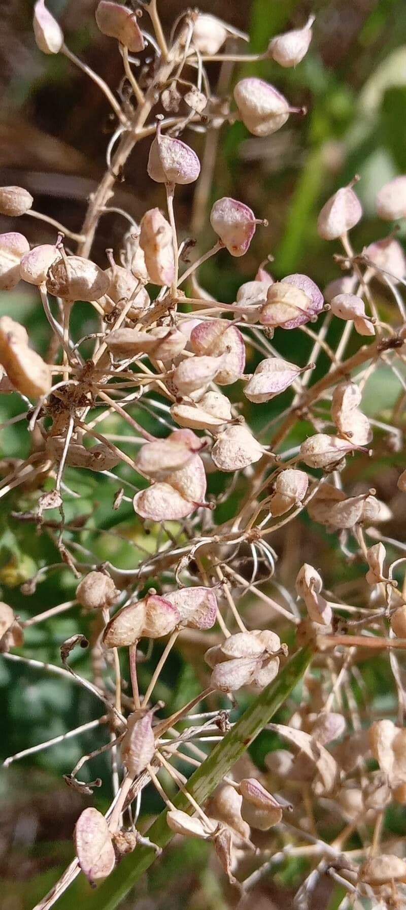 Draba 5